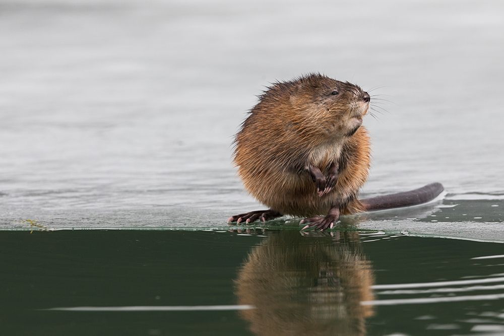 Muskrat-winter foraging